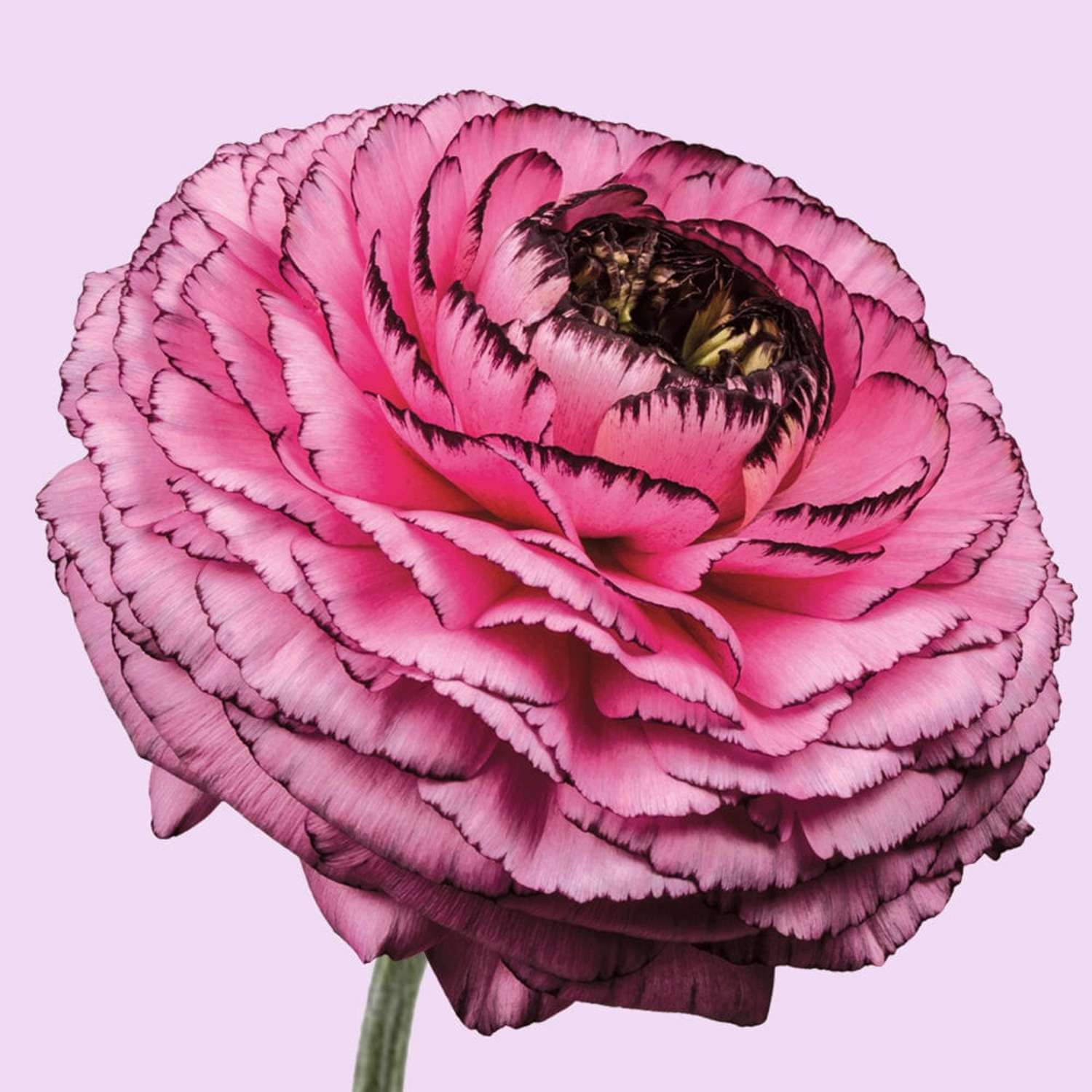 Ranunkel 'Elegance® Rosa Striato'